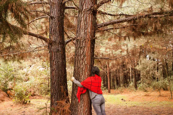 Uma pessoa de xale vermelho apoiada no tronco de um pinheiro, no bosque.
